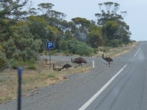 Emus On Eyre Highway Nullarbor Plain
