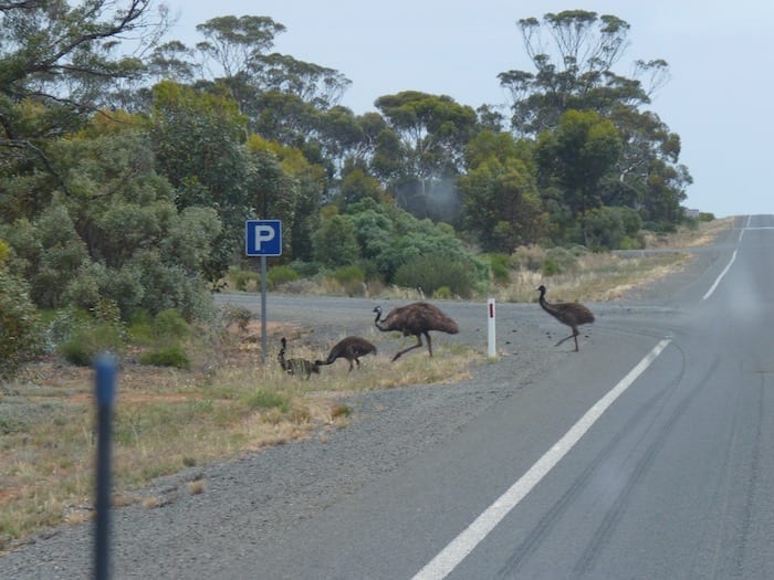 Emus On Eyre Highway Nullarbor Plain