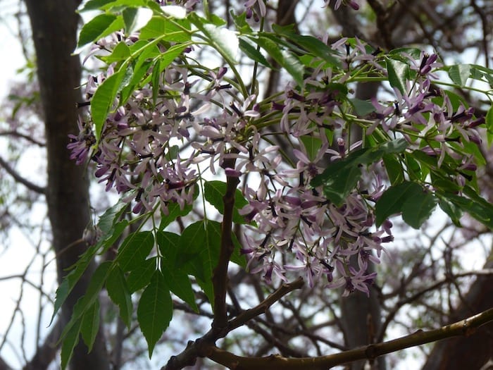 Flowers At Fraser Range Station WA