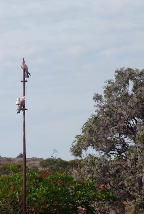 Galahs Fraser Range Station WA.