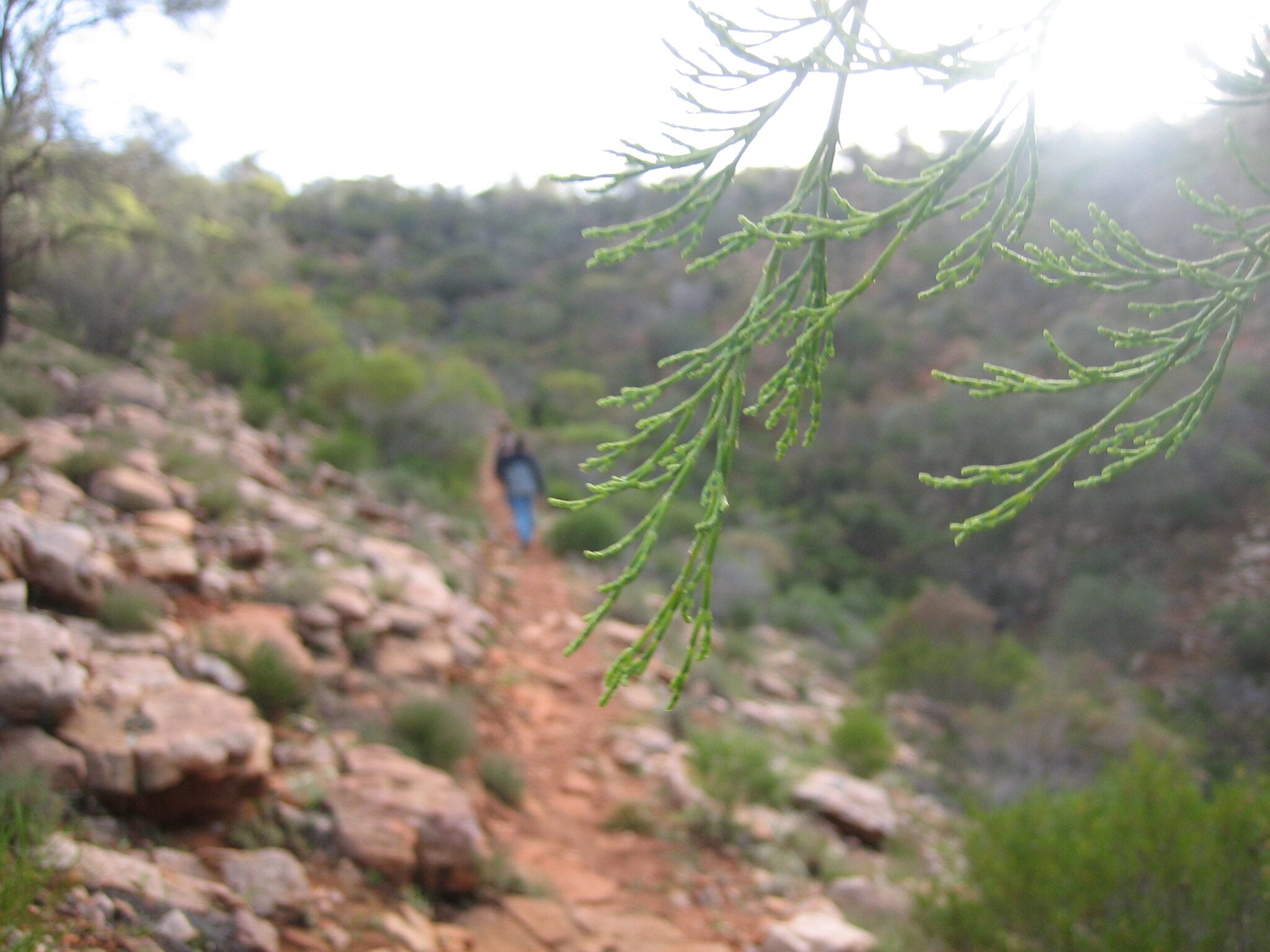 Mt Remarkable National Park South Australia