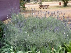 Lavender Bush Fraser Range Station WA
