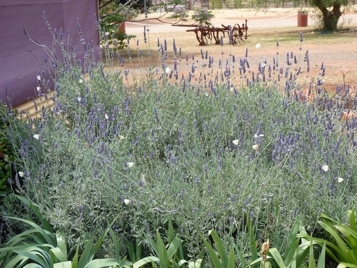 Lavender Bush Fraser Range Station WA