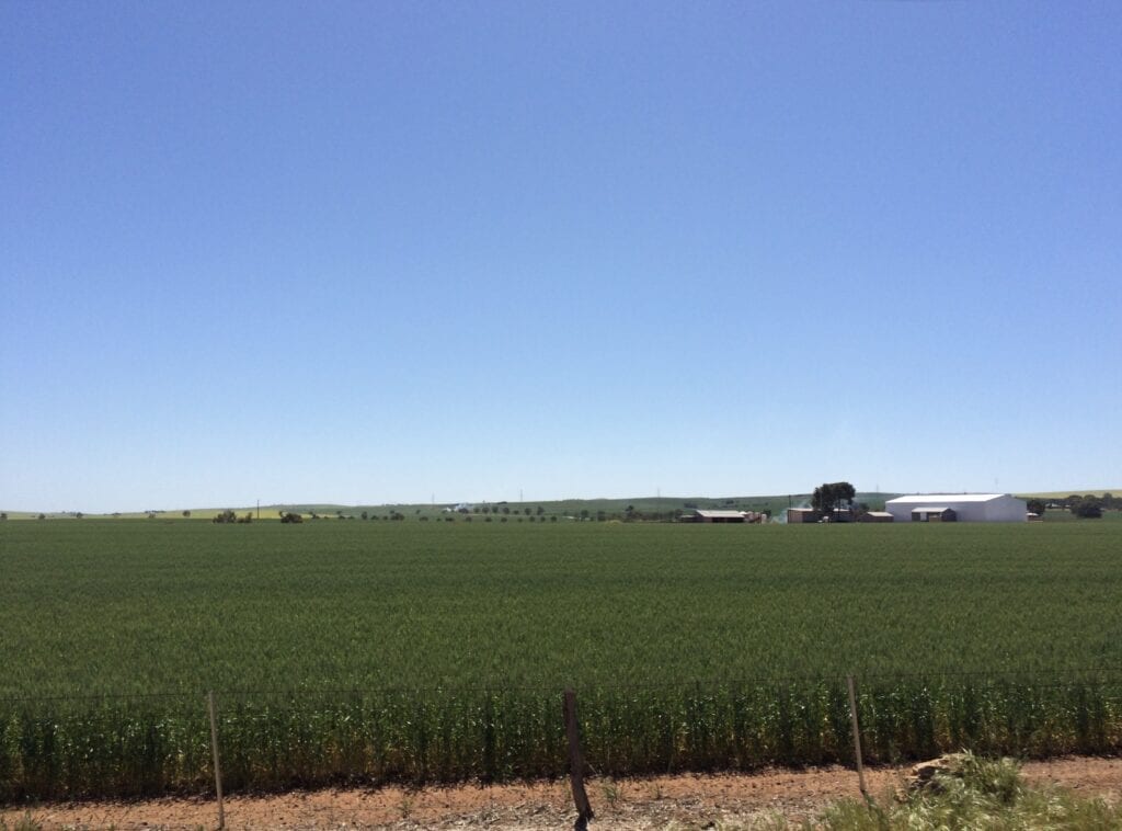 In a good season, the country south-east of Mt Remarkable National Park looks magnificent.