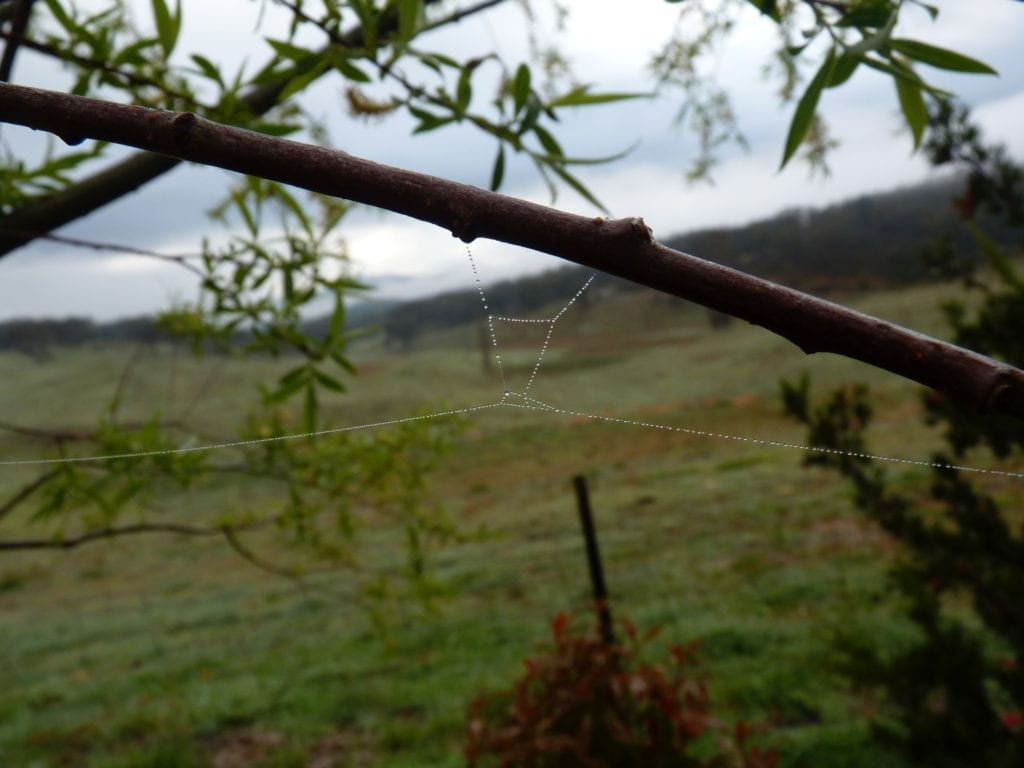 Spider Web Burra Creek New South Wales, travel Australia