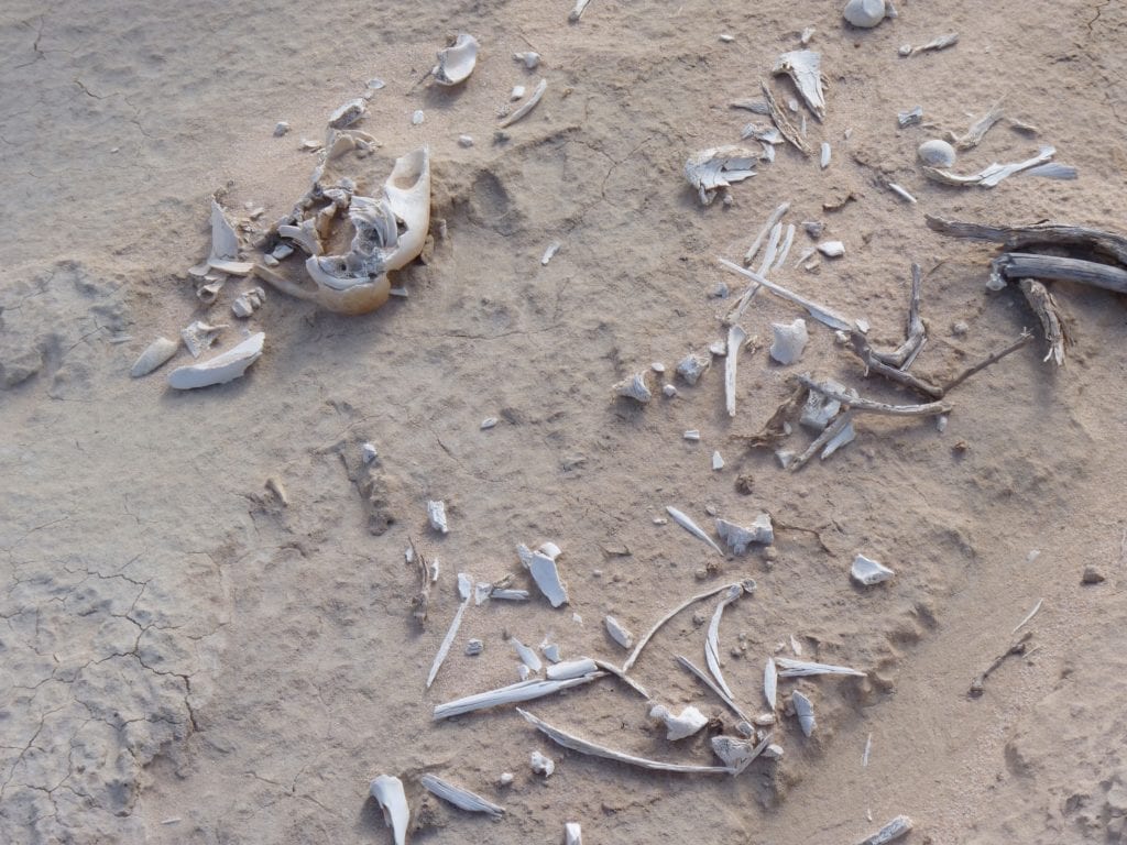 Ancient Bones Mungo National Park