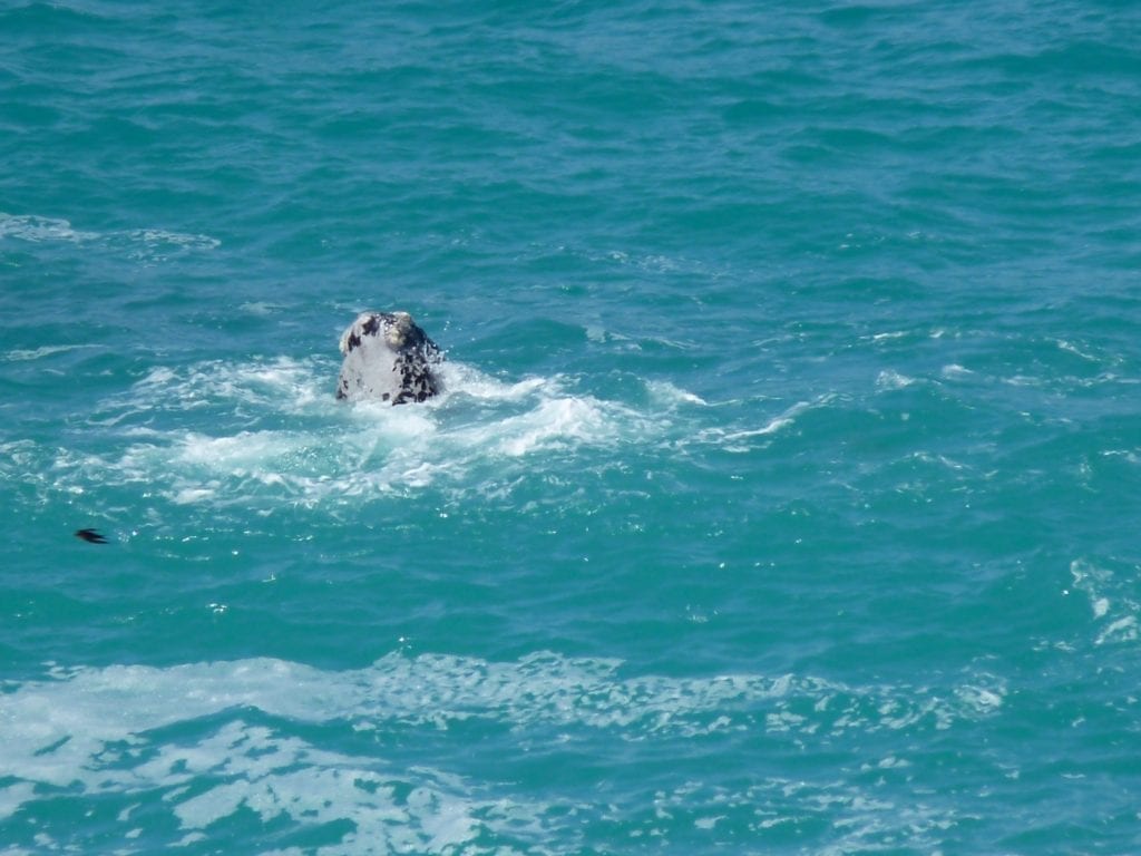 Head Of The Bight South Australia Whale Watching