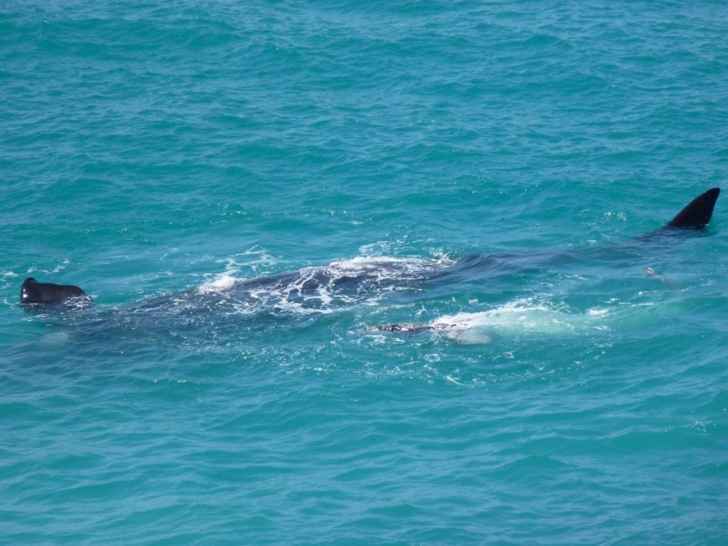 Head Of The Bight South Australia Whale Watching