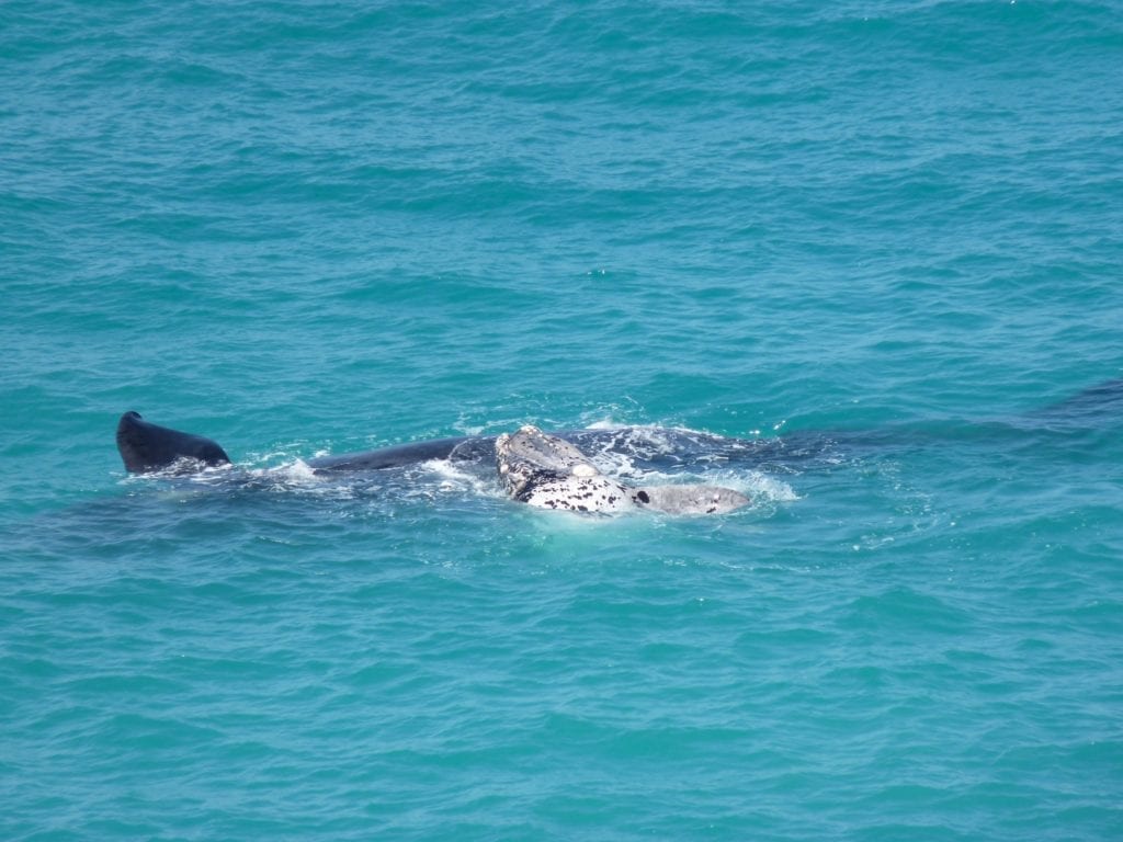 Head Of The Bight South Australia Whale Watching