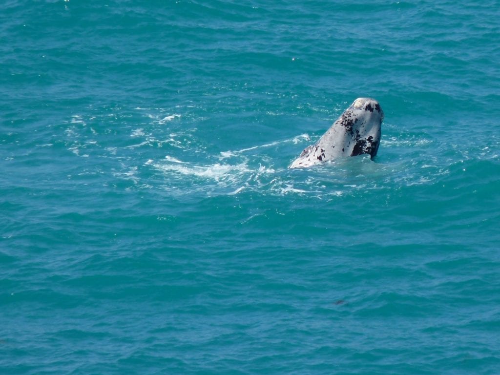 Head Of The Bight South Australia Whale Watching