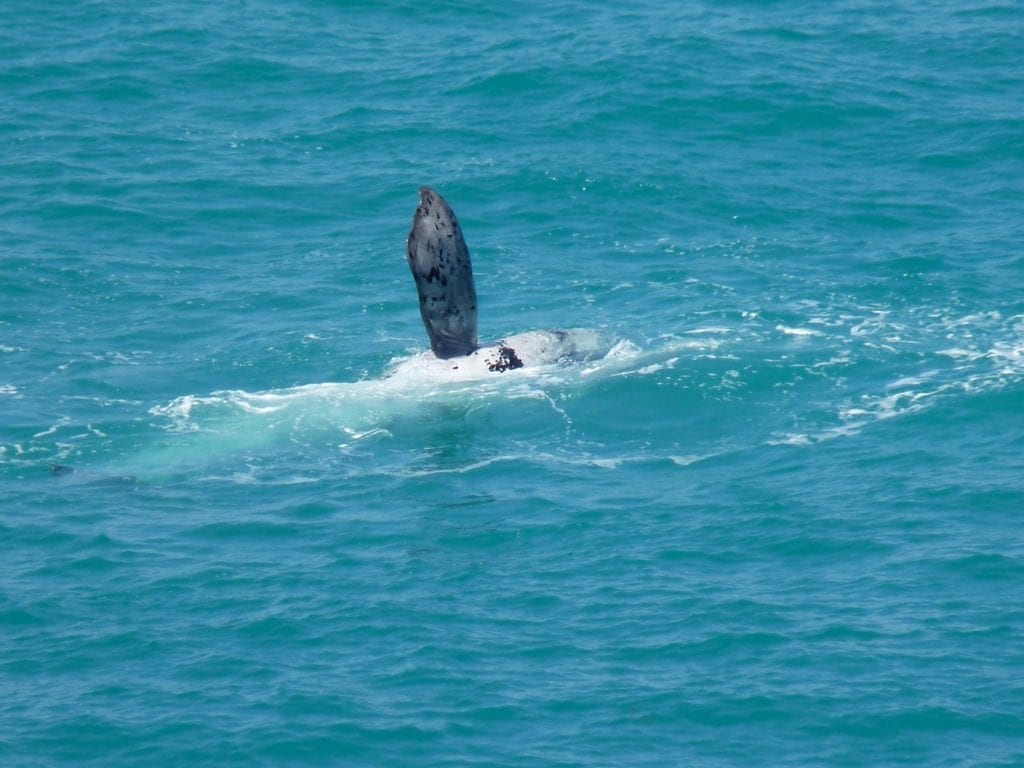 Head Of The Bight South Australia Whale Watching