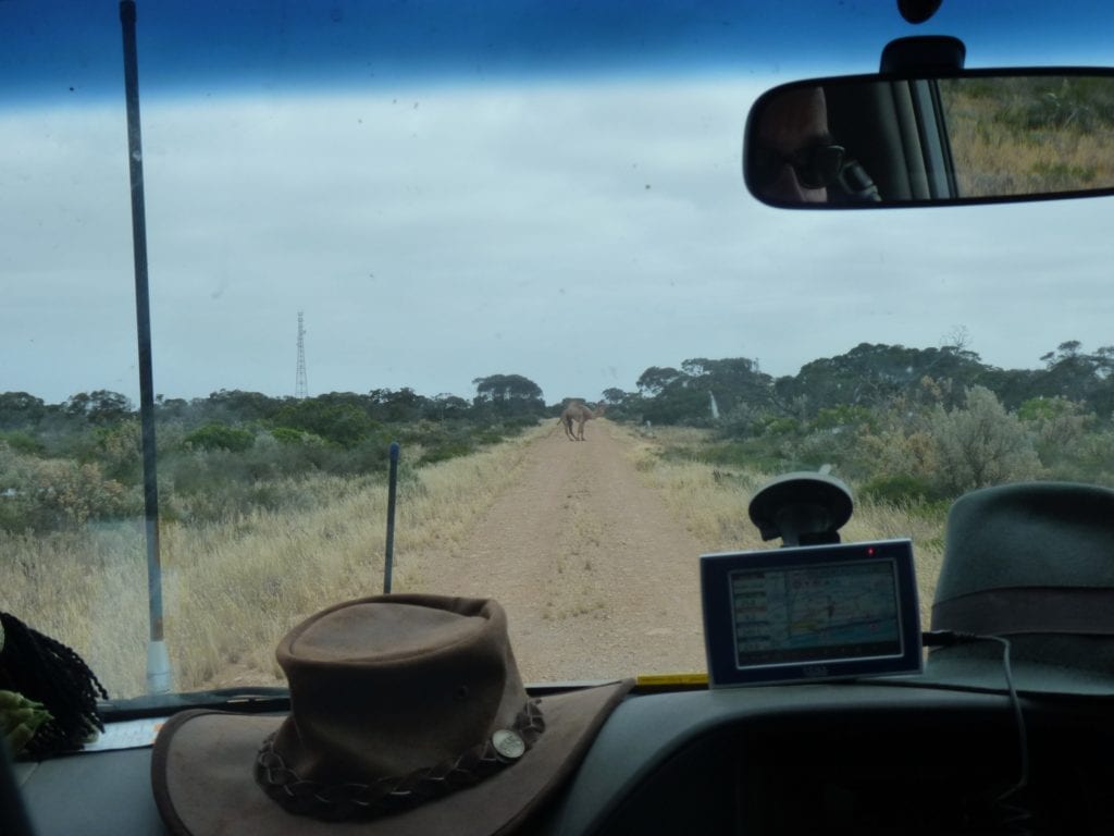 Old Eyre Highway with Camel, Border Village