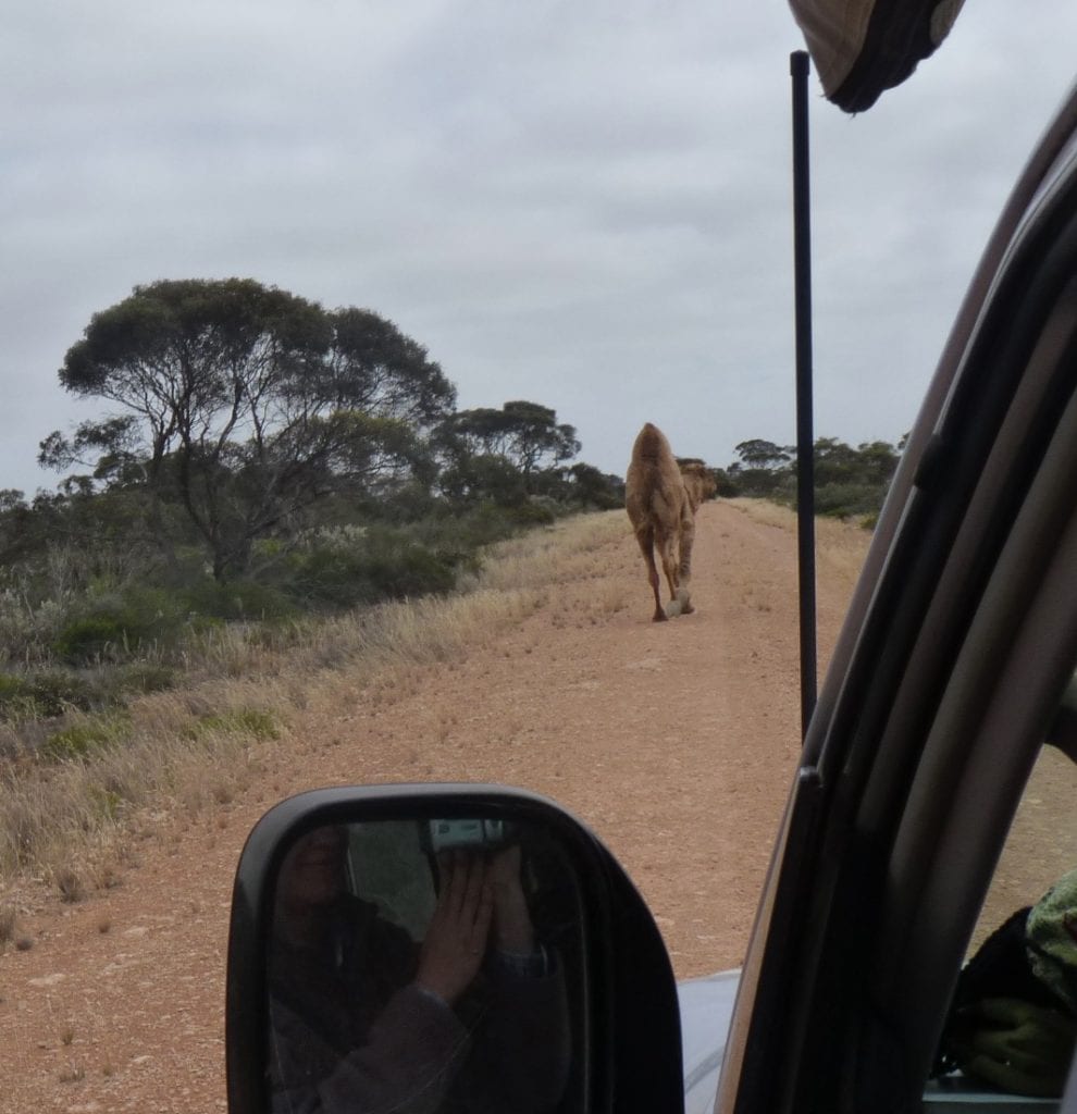 Old Eyre Highway with Camel, Border Village