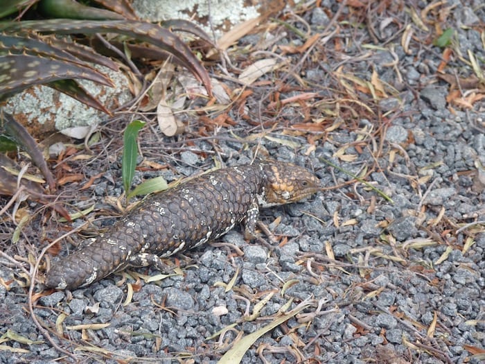 Stumpy Tail Lizard Fraser Range Station WA