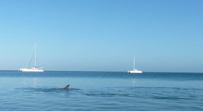 Bottlenose Dolphins Monkey Mia WA