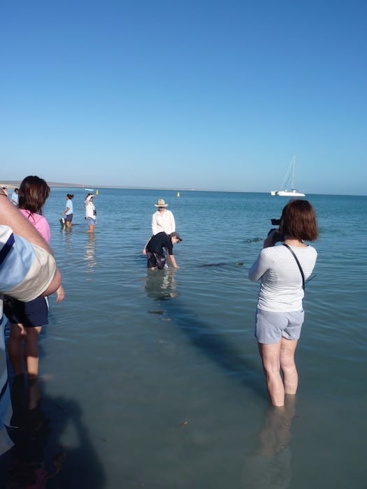 Bottlenose Dolphins Shark Bay Monkey Mia WA