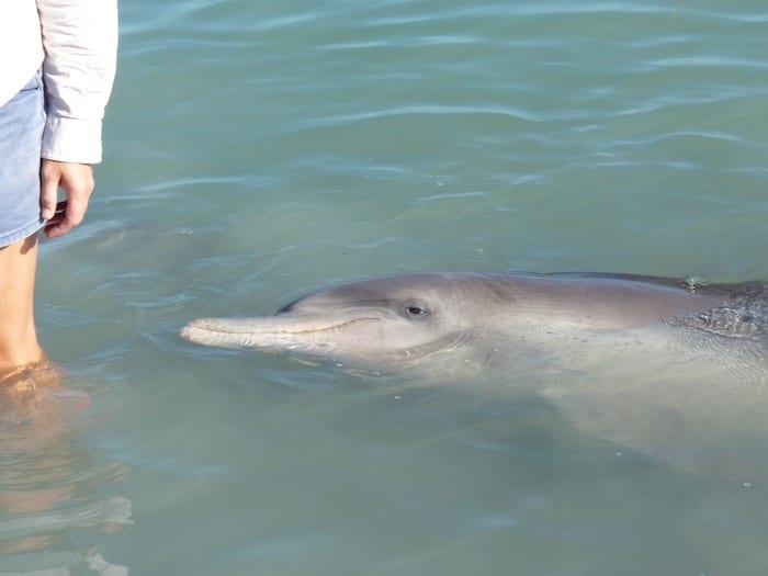 Bottlenose Dolphins Shark Bay Monkey Mia WA