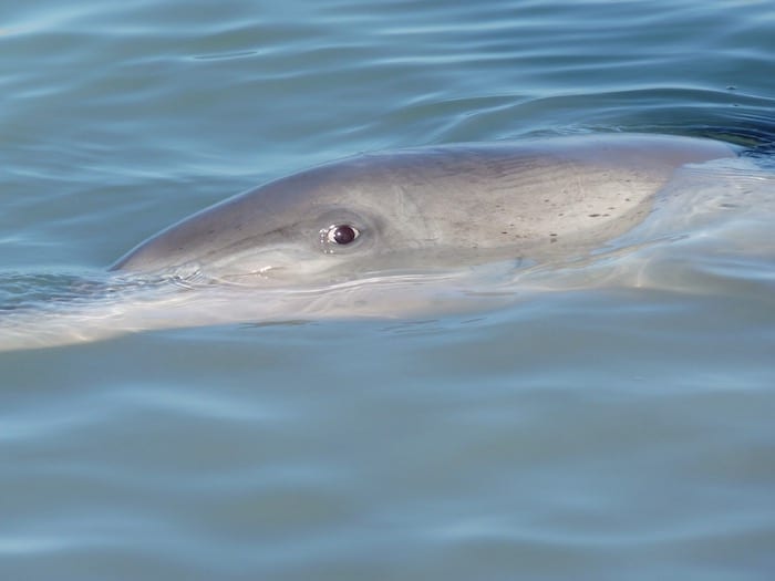 Bottlenose Dolphins Shark Bay Monkey Mia WA