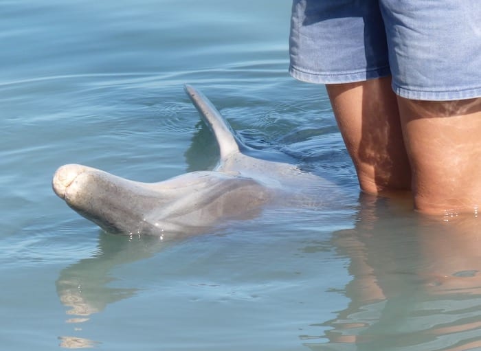 Bottlenose Dolphins Shark Bay Monkey Mia WA