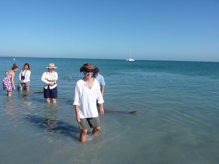 Bottlenose Dolphins Shark Bay Monkey Mia WA