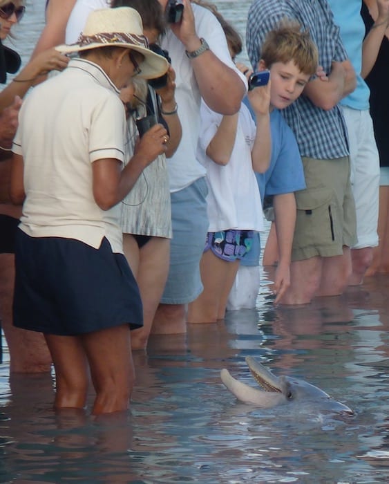 Bottlenose Dolphins Shark Bay Monkey Mia WA