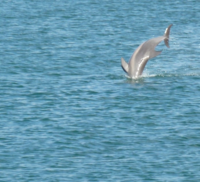 Bottlenose Dolphins Shark Bay Monkey Mia WA