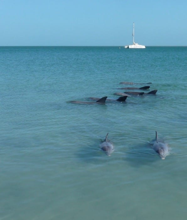 Bottlenose Dolphins Shark Bay Monkey Mia WA