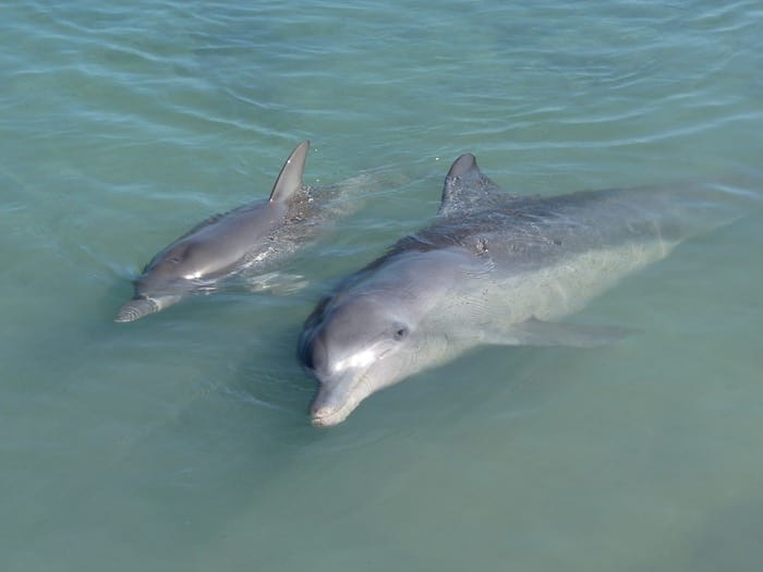 Bottlenose Dolphins Shark Bay Monkey Mia WA