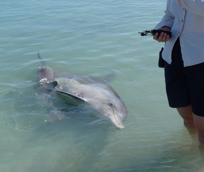 Bottlenose Dolphins Shark Bay Monkey Mia WA