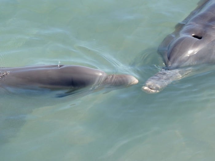 Bottlenose Dolphins Shark Bay Monkey Mia WA