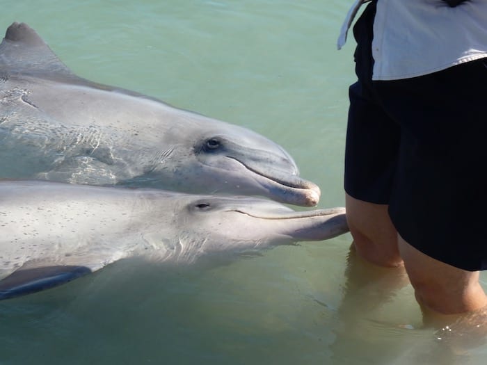 Bottlenose Dolphins Shark Bay Monkey Mia WA