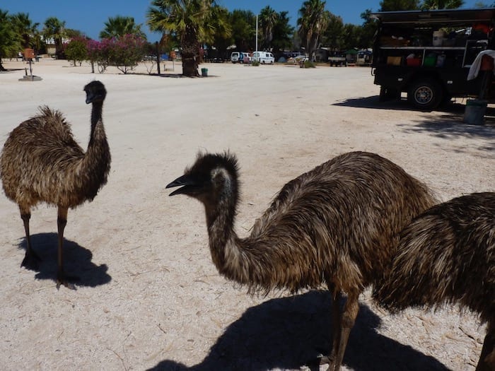 Emus In Campground Monkey Mia Shark Bay Western Australia