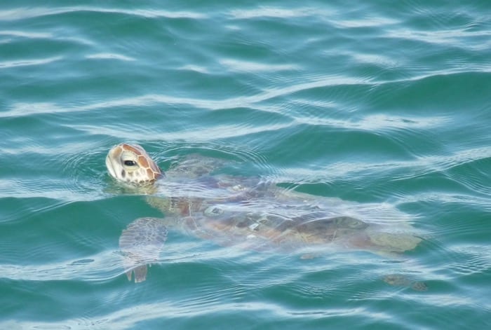 Loggerhead Turtle Monkey Mia Shark Bay Western Australia