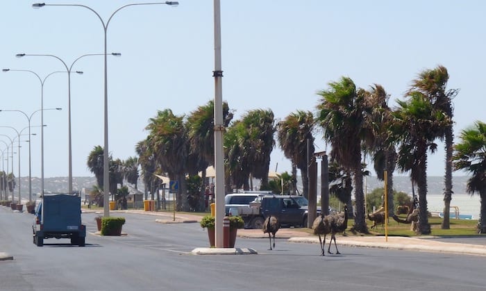 Emus In Main Street Of Denham, Shark Bay Western Australia