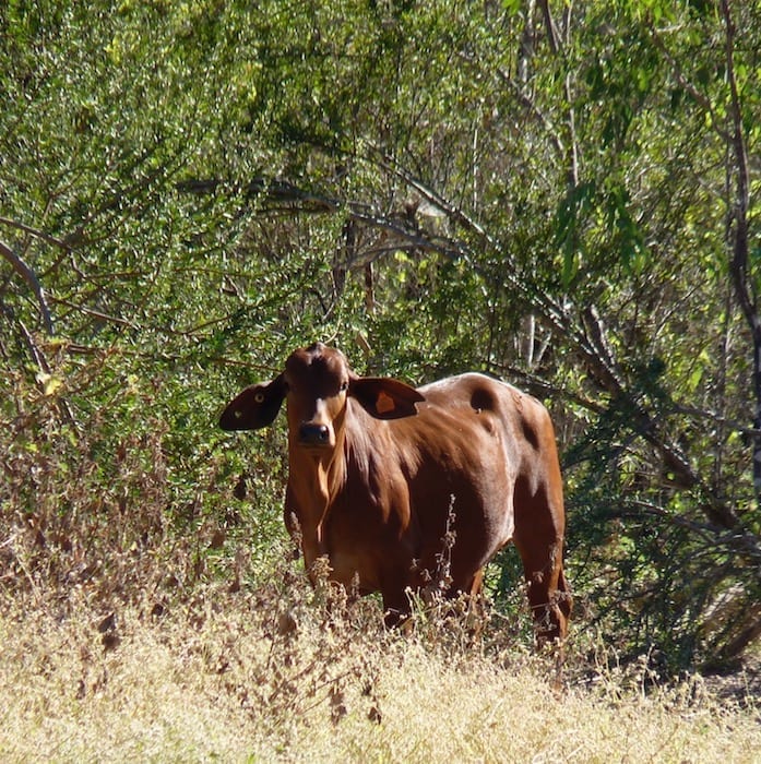 Burke Developmental Road Channel Country Queensland