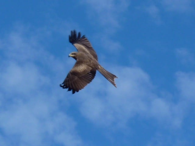 Hawk, Burke Developmental Road Channel Country Queensland