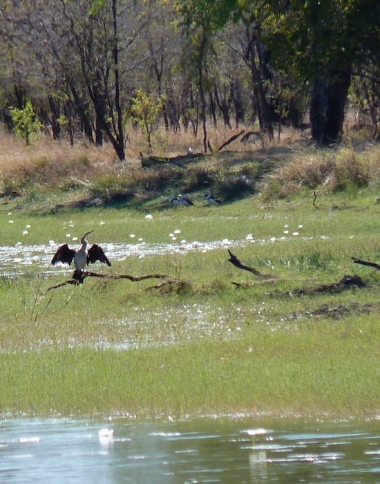 Birdlife On Billabong, Burke Developmental Road Channel Country Queensland