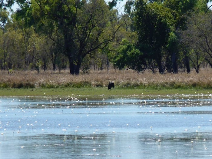 Wild Pig, Burke Developmental Road Channel Country Queensland