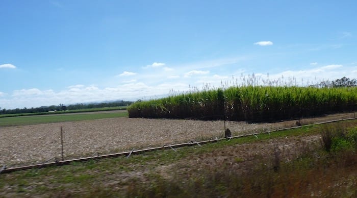 Sugar Cane Near Mareeba, Burke Developmental Road Channel Country Queensland