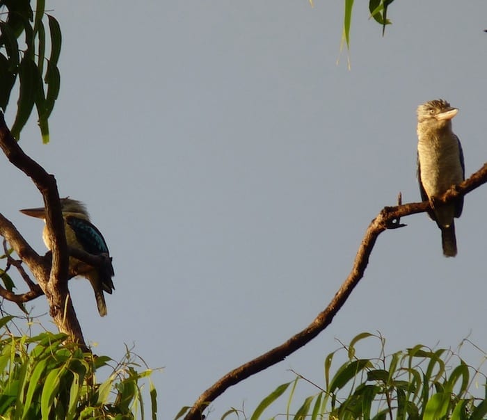 Blue Winged Kookaburras, Burke Developmental Road Channel Country Queensland.JPG