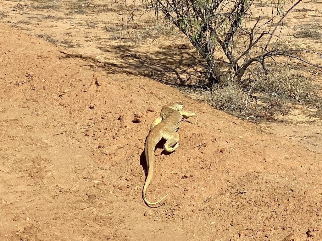 A yellow-spotted monitor on the Desert Drive at Welford National Park QLD.