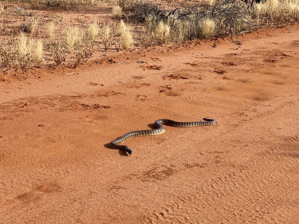 A black headed python on the Mulga Drive in Welford National Park QLD.