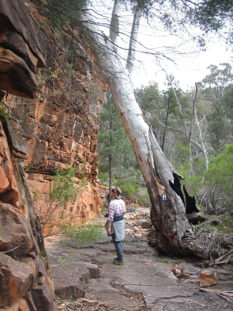 Hidden Gorge Walk, Mt Remarkable National Park South Australia