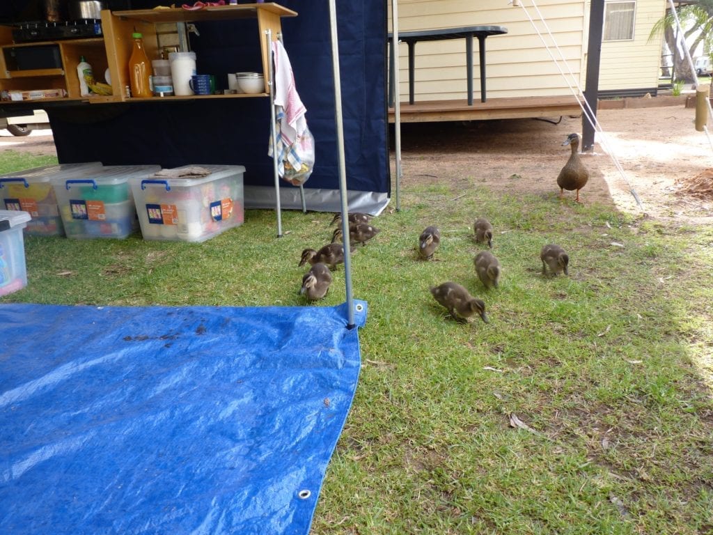 Ducklings Renmark South Australia Murray River