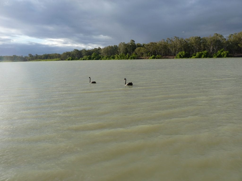 Black Swans Murray River Renmark South Australia