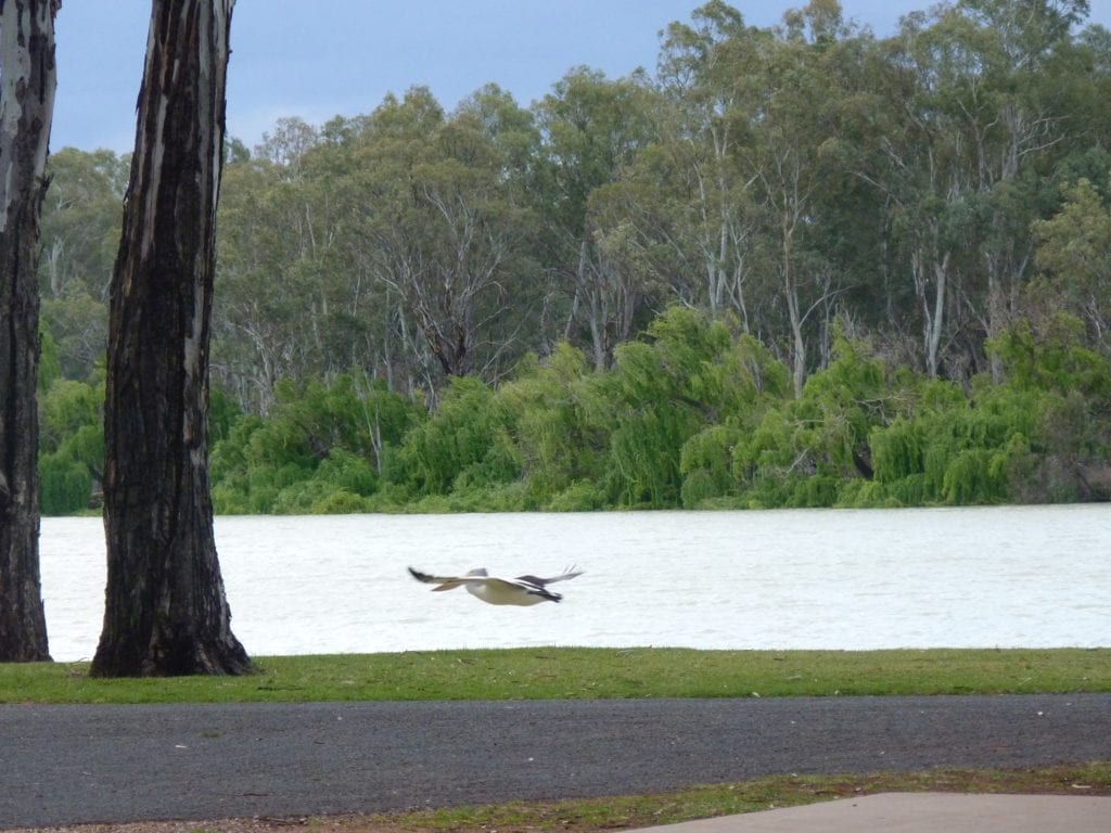 Pelican Murray River Renmark South Australia