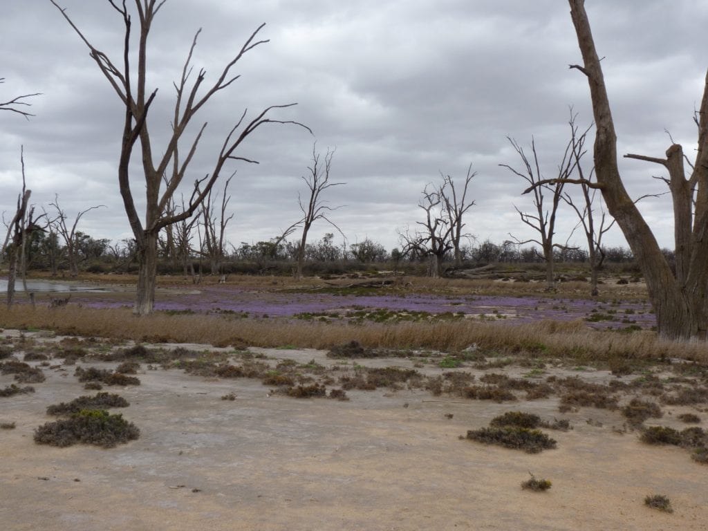 Banrock Station Wetlands South Australia