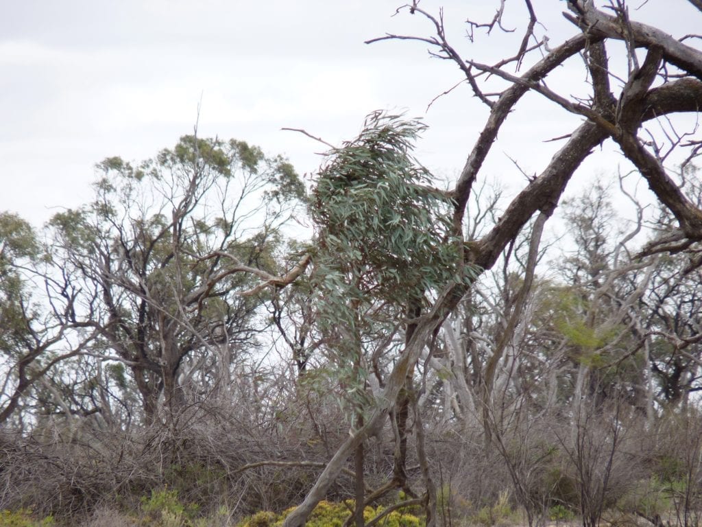 Banrock Station Wetlands South Australia