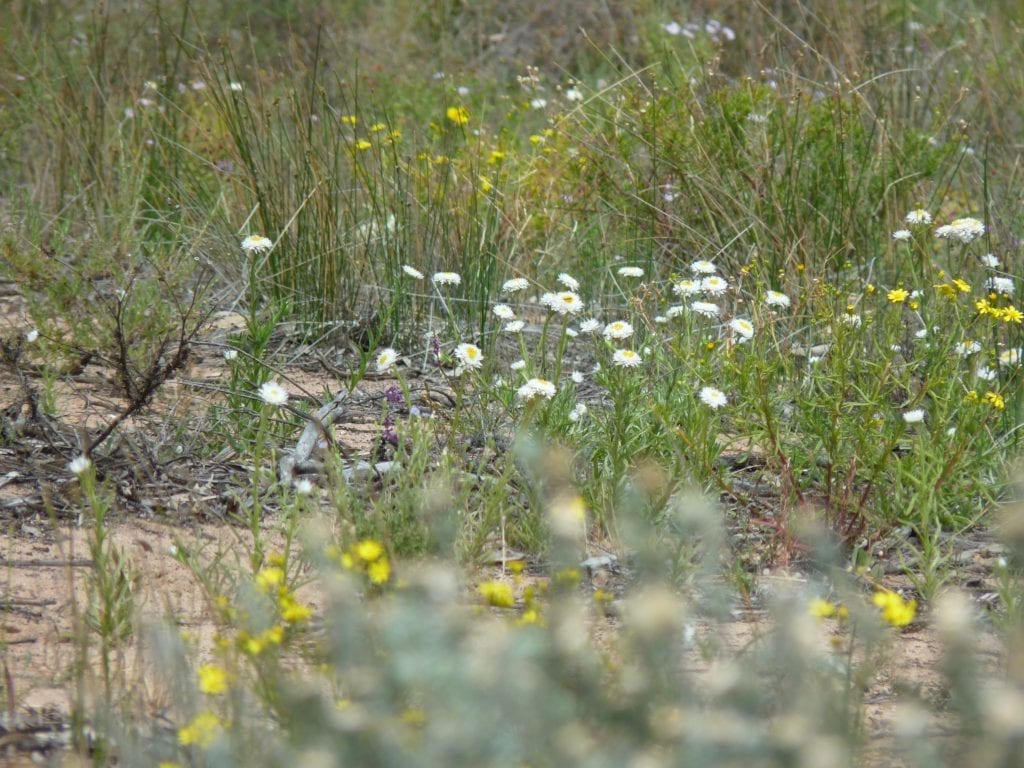 Banrock Station Wetlands South Australia