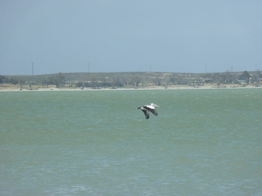 Pelican Murray River South Australia